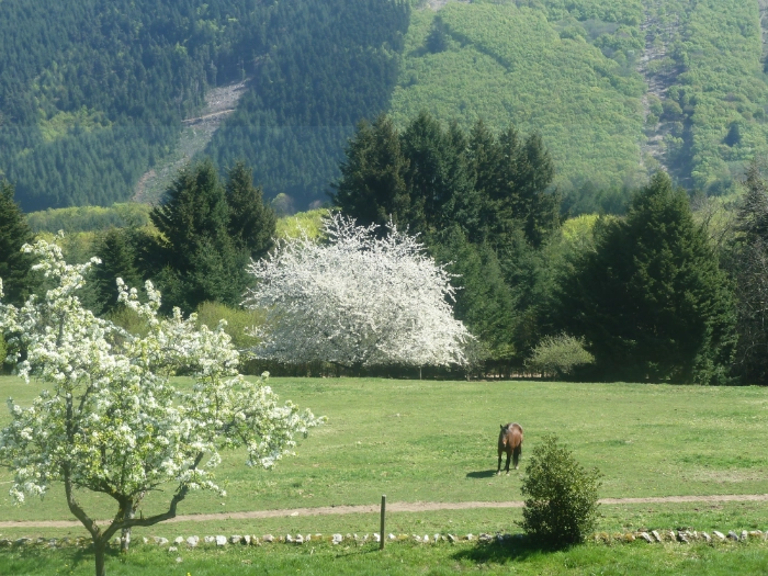 Arbres en fleurs