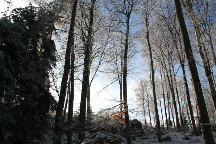 Les arbres