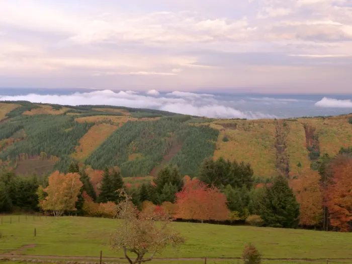 Vue sur la forêt